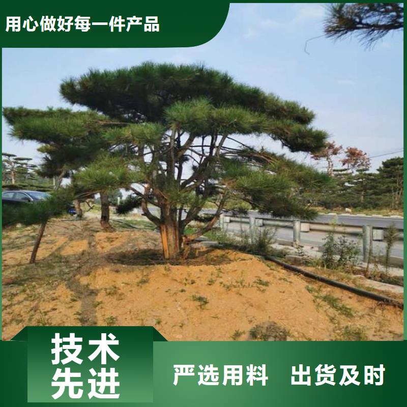 造型松造型油松优质货源
