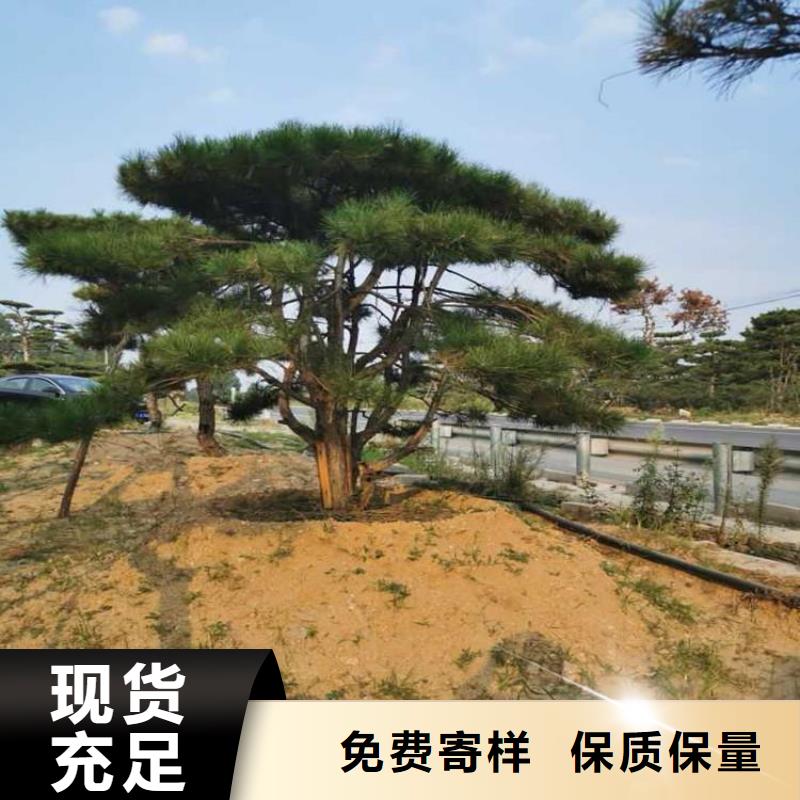 造型池松视频-造型池松(东实)覆盖地域云南省普洱市西双版纳|保山|昆明|大理|怒江|德宏|红河