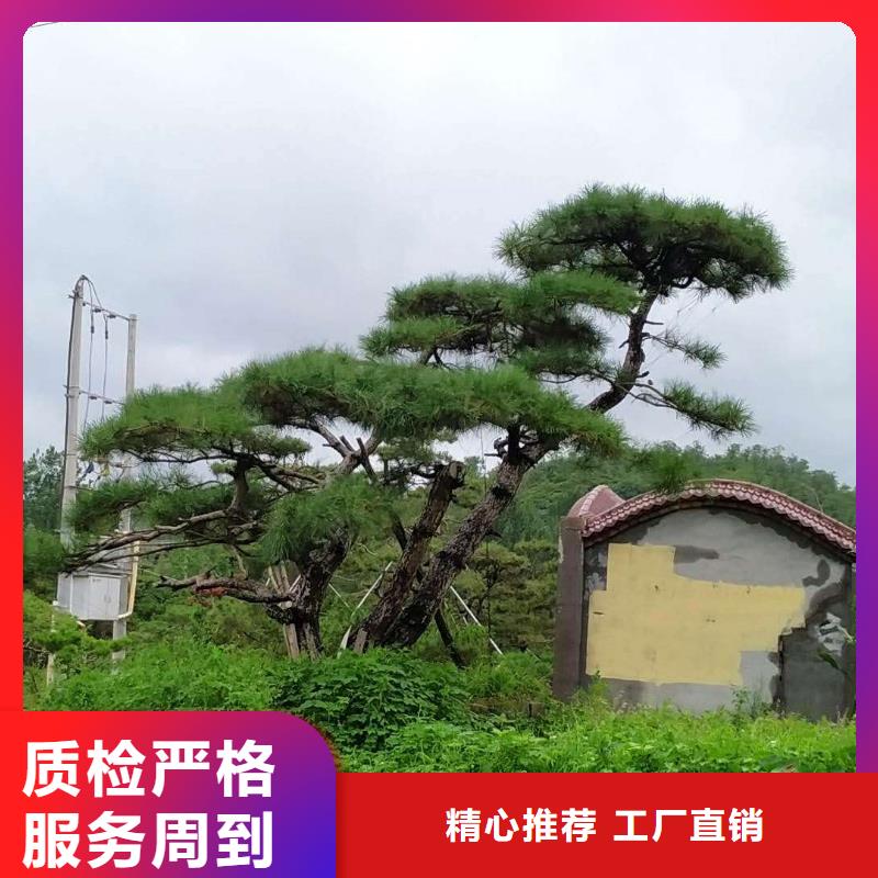 造型松造型池松专业设计