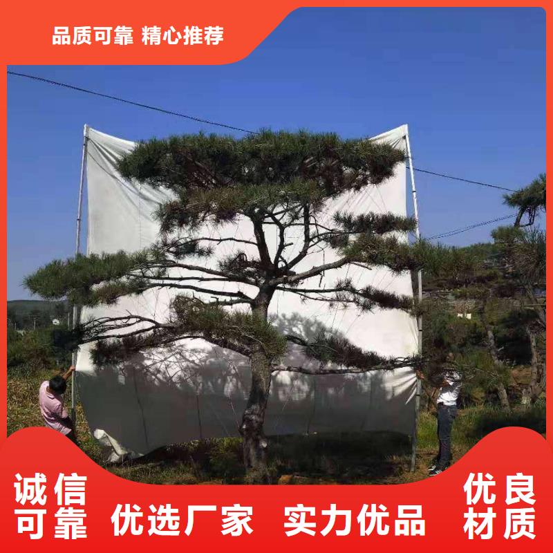 造型松迎客松质保一年