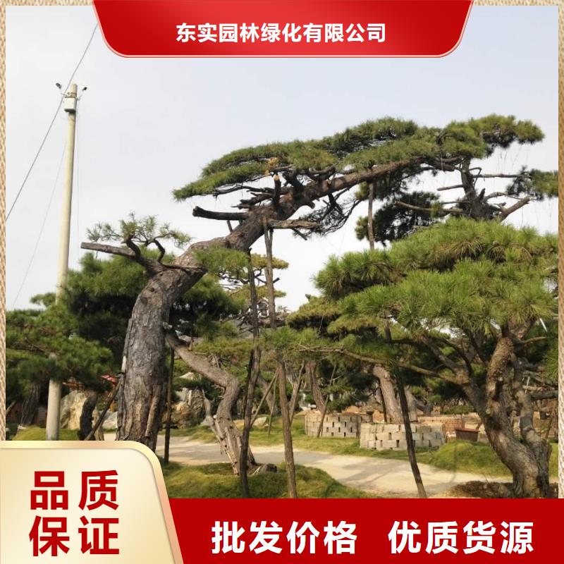 造型池松视频-造型池松(东实)覆盖地域云南省普洱市西双版纳|保山|昆明|大理|怒江|德宏|红河