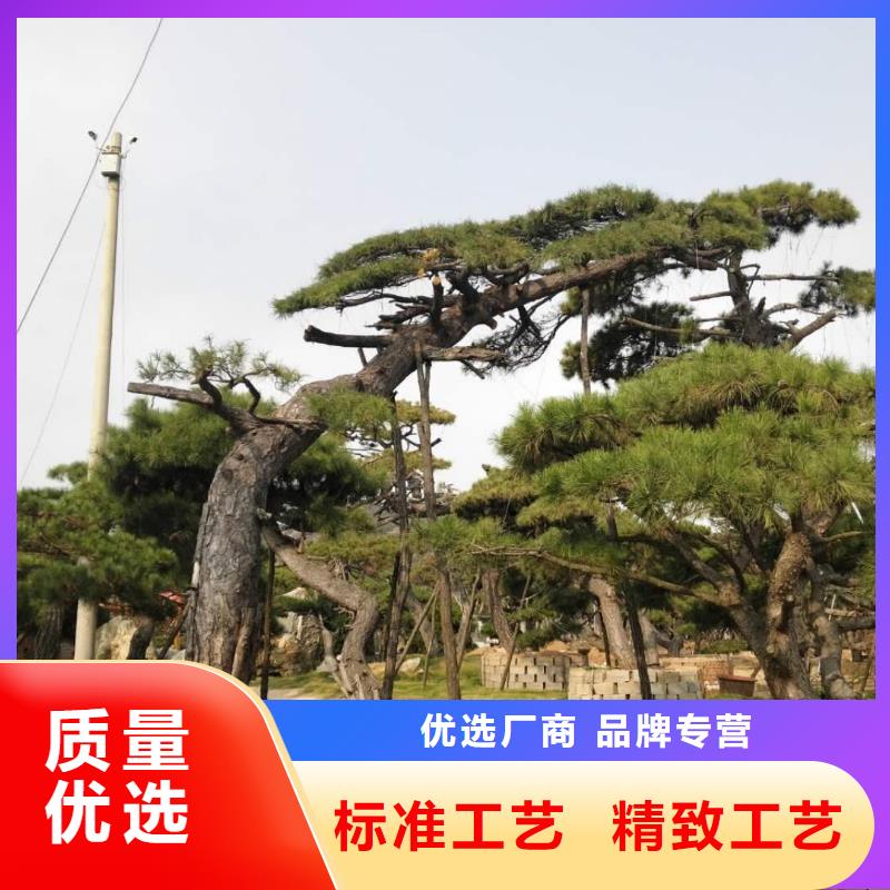 造型松松苗木精益求精