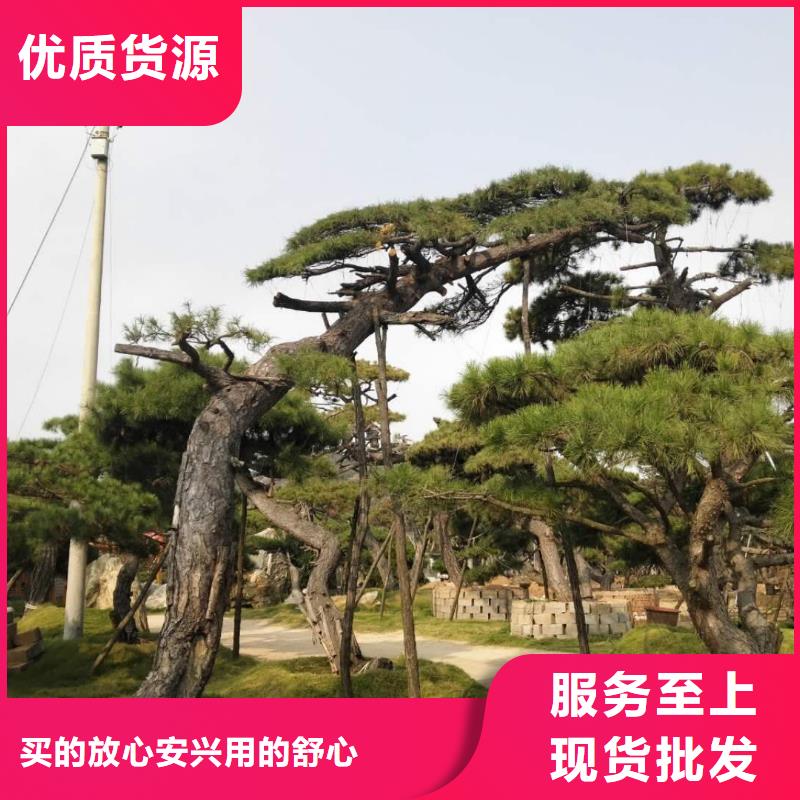 造型松诚信商家服务热情