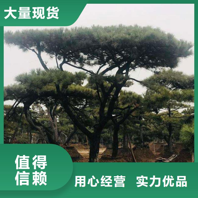 造型松经营造型松品质信得过