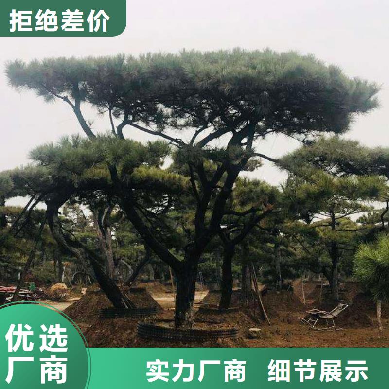 造型池松视频-萝北|绥滨|黑河|牡丹江|大庆|齐齐哈尔|哈尔滨东实造型池松_ 东实园林绿化(鹤岗市分公司)