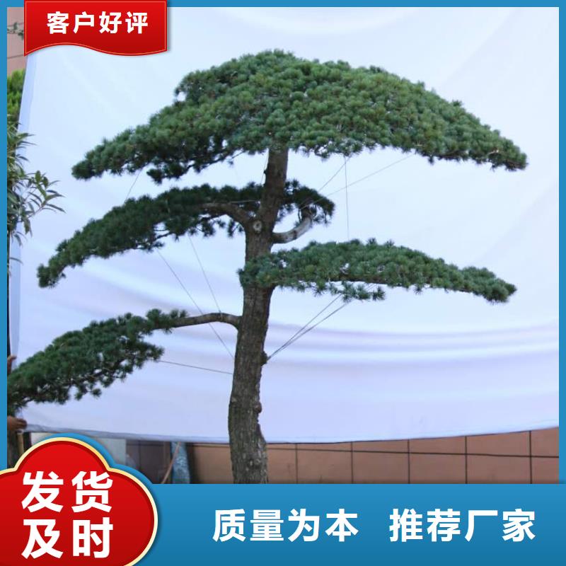 造型松造型油松优质货源