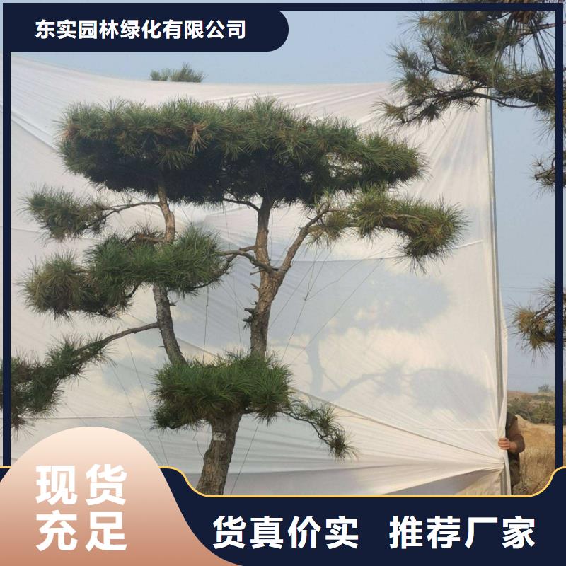  造型松专注生产制造多年