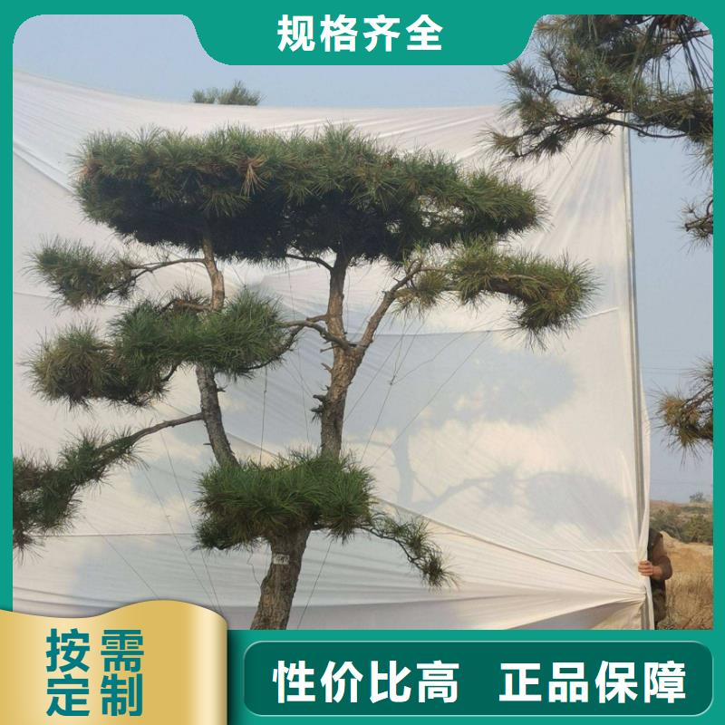 造型松造型池松专业设计