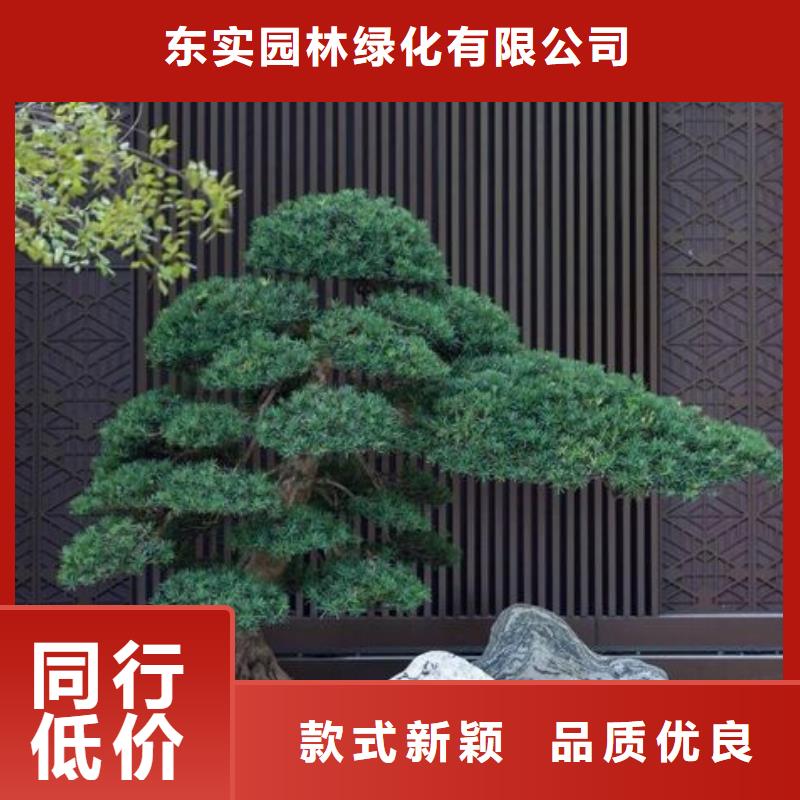  造型松真实拍摄品质可靠