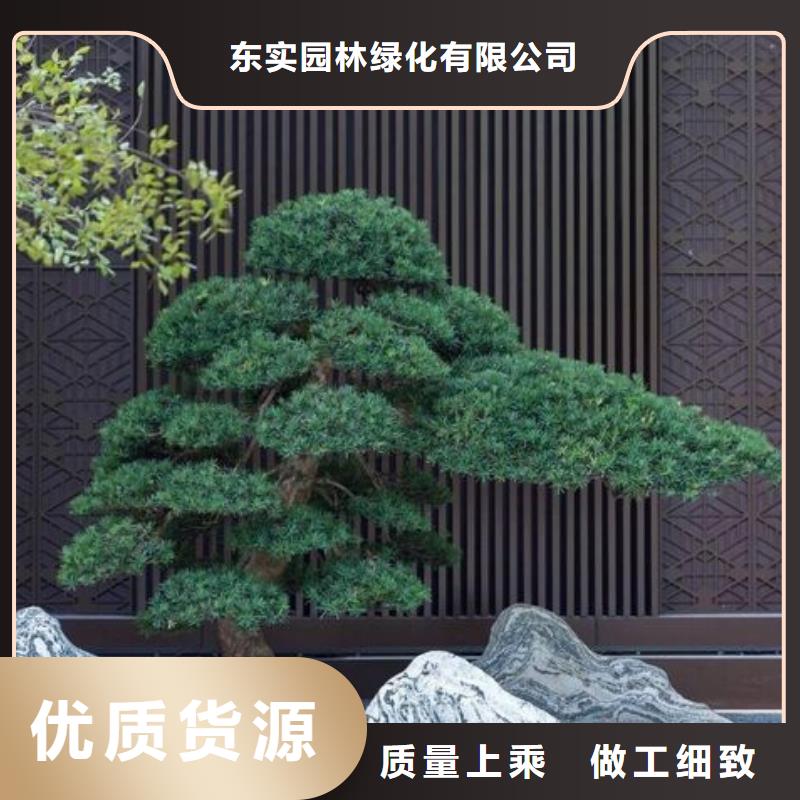 【造型松】大型古松实力厂商
