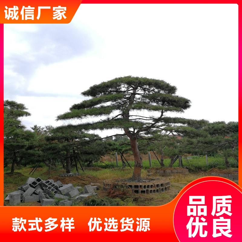 造型松迎客松有口皆碑