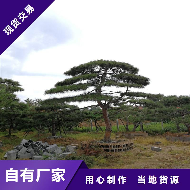 造型池松视频-萝北|绥滨|黑河|牡丹江|大庆|齐齐哈尔|哈尔滨东实造型池松_ 东实园林绿化(鹤岗市分公司)