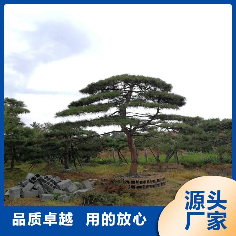 造型松_古桩工厂直营