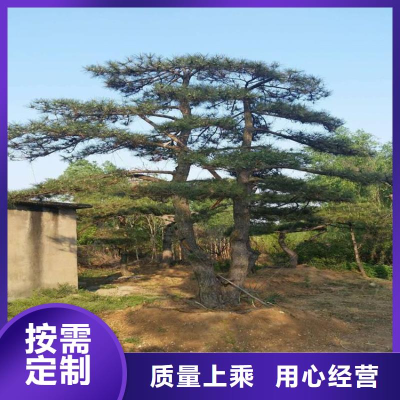 造型松,造型黑松质量不佳尽管来找我