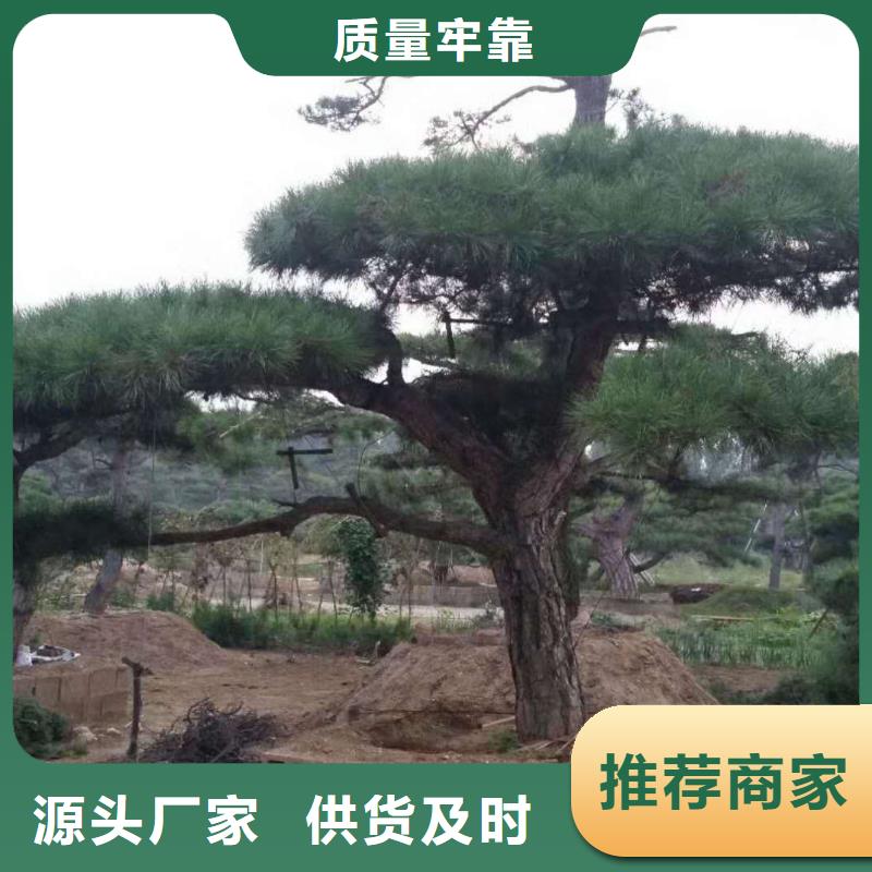  造型松真实拍摄品质可靠