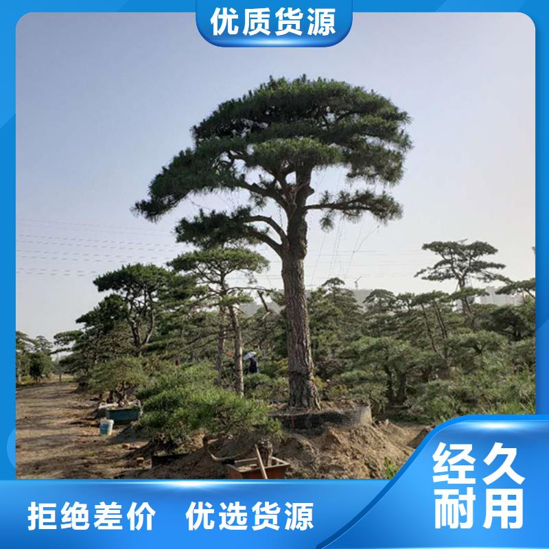 造型池松视频-造型池松(东实)覆盖地域云南省普洱市西双版纳|保山|昆明|大理|怒江|德宏|红河