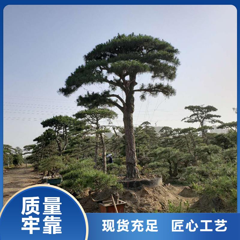造型松造型松苗木专业完善售后