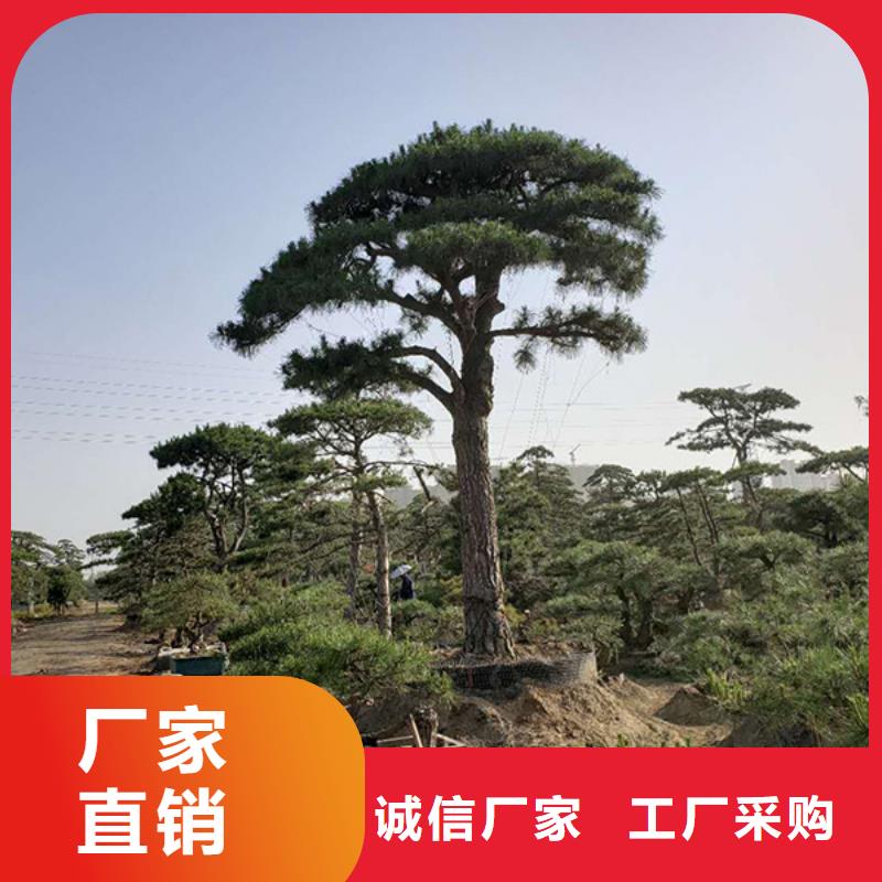 造型松经营造型松品质信得过