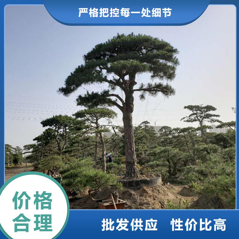 造型松_造型松价格厂家直销供货稳定