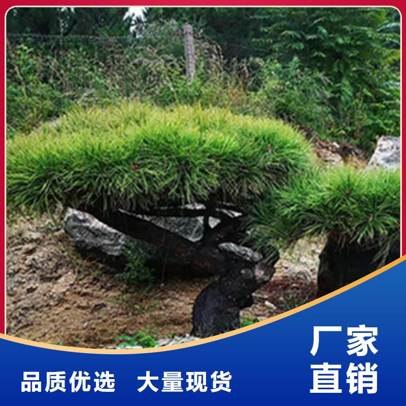 造型池松视频-萝北|绥滨|黑河|牡丹江|大庆|齐齐哈尔|哈尔滨东实造型池松_ 东实园林绿化(鹤岗市分公司)