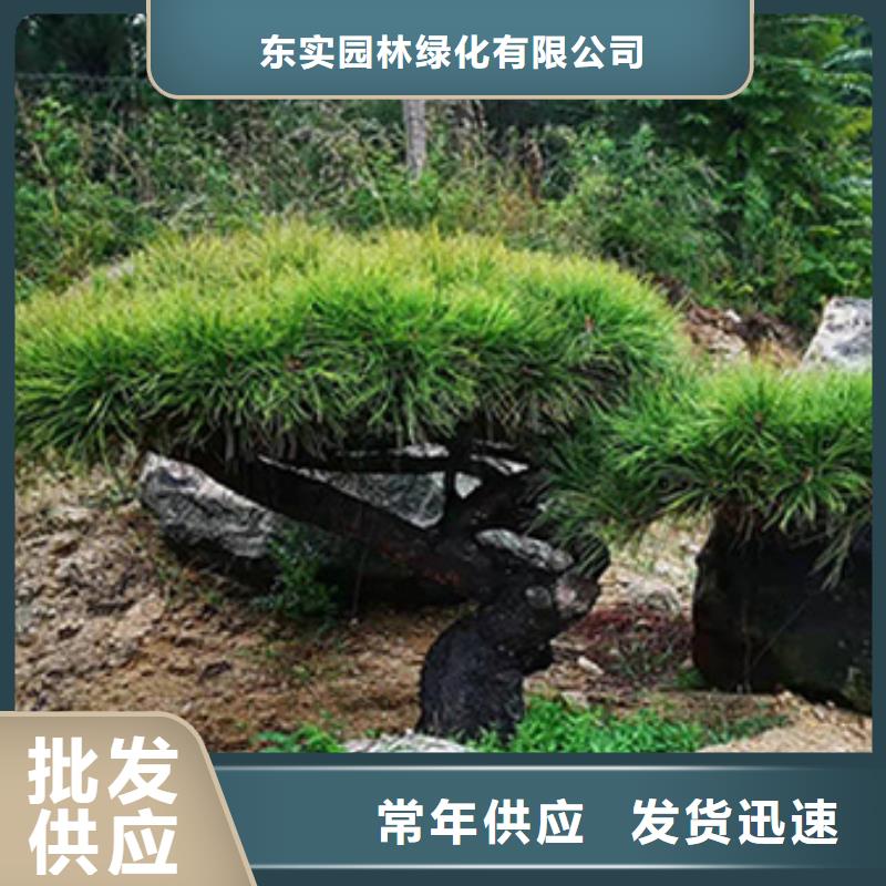 造型松古桩源头工厂