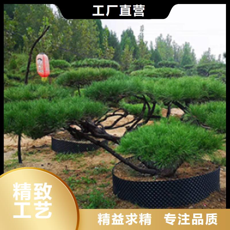 造型松造型黑松0中间商差价