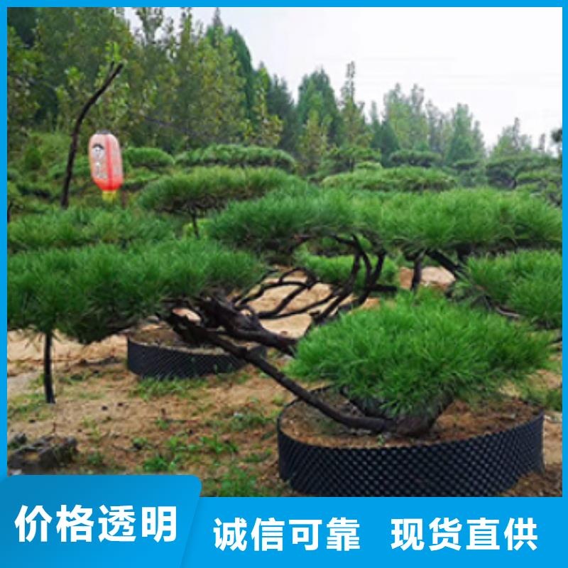 造型松古桩信誉有保证