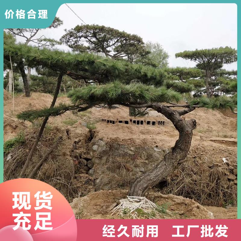 造型池松视频-造型池松(东实)覆盖地域云南省普洱市西双版纳|保山|昆明|大理|怒江|德宏|红河