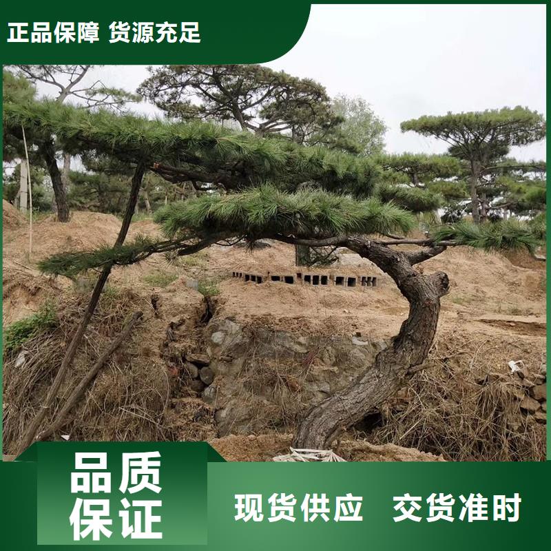 【造型松】大型古松实力厂商
