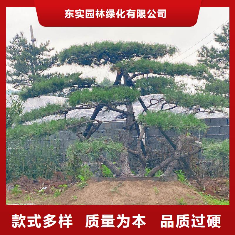 造型松迎客松一件也发货