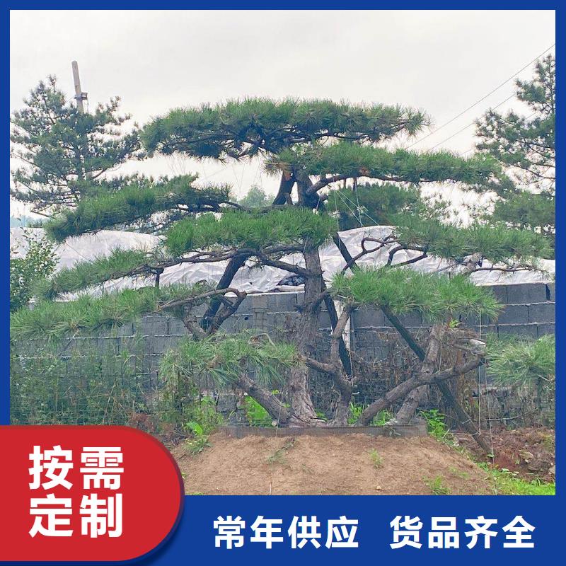 造型池松视频-造型池松(东实)覆盖地域云南省普洱市西双版纳|保山|昆明|大理|怒江|德宏|红河