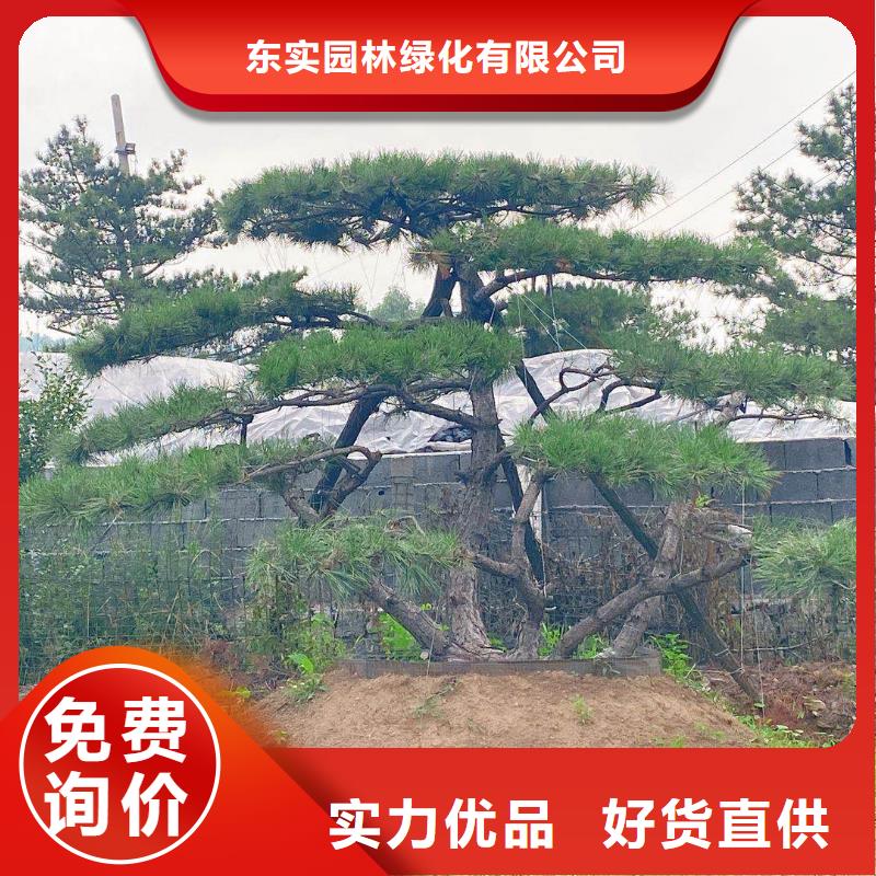 造型池松视频-萝北|绥滨|黑河|牡丹江|大庆|齐齐哈尔|哈尔滨东实造型池松_ 东实园林绿化(鹤岗市分公司)