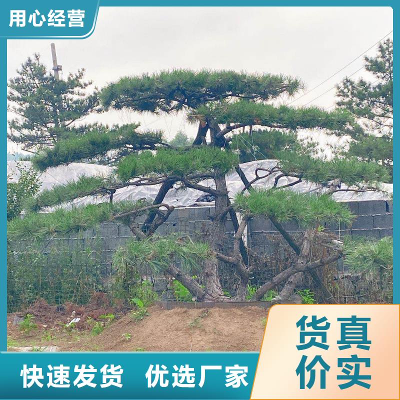 造型松-黑松诚信经营