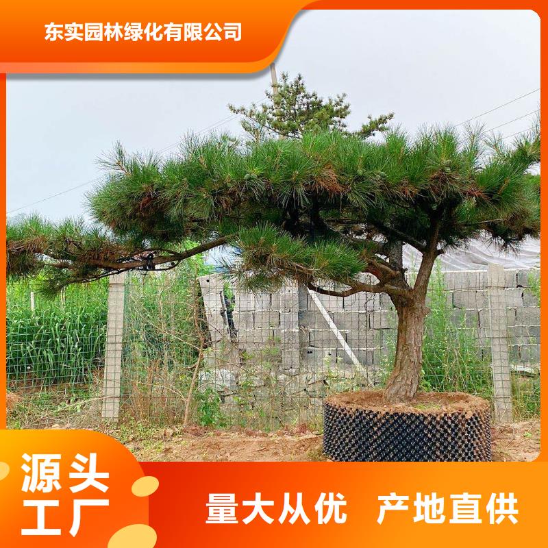造型松造型黑松高标准高品质