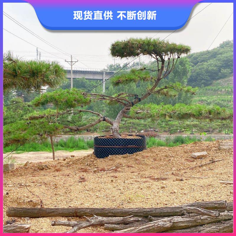 造型松-黑松诚信经营