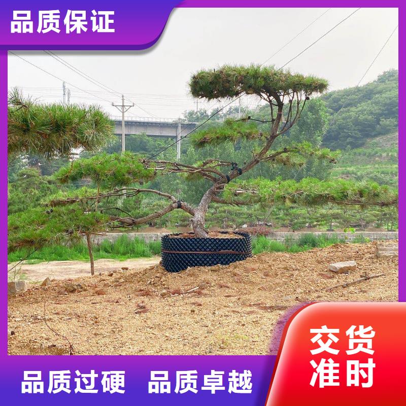  造型松根据要求定制