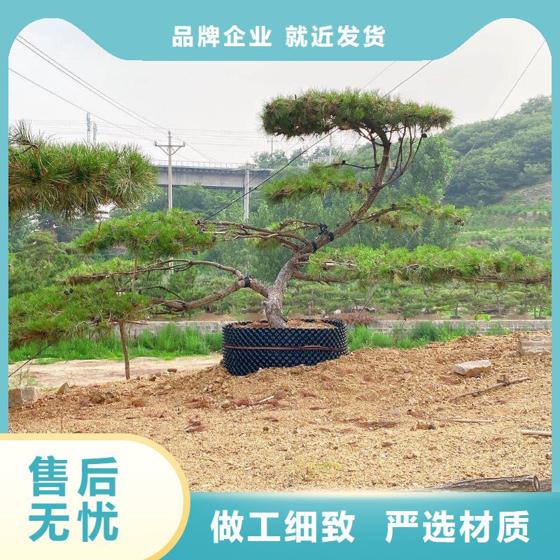 造型池松视频-萝北|绥滨|黑河|牡丹江|大庆|齐齐哈尔|哈尔滨东实造型池松_ 东实园林绿化(鹤岗市分公司)