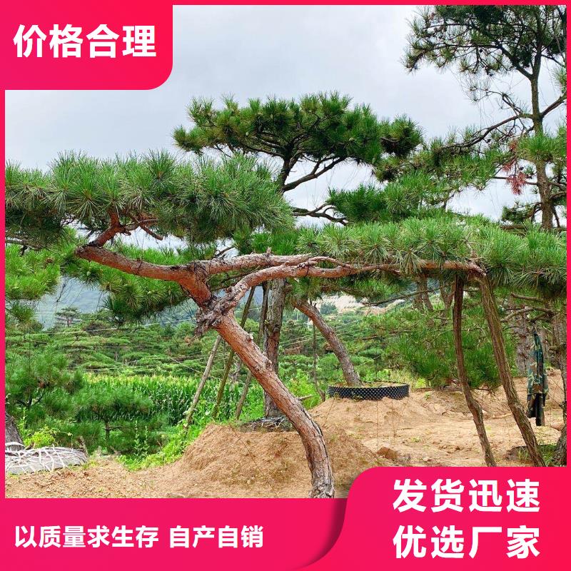 造型松造型黑松高标准高品质