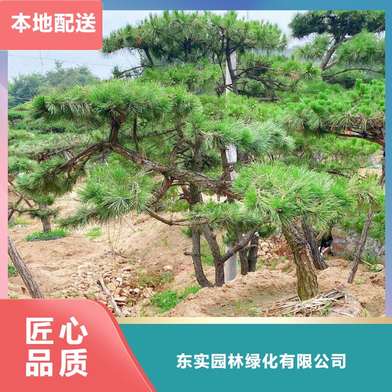  造型松真实拍摄品质可靠