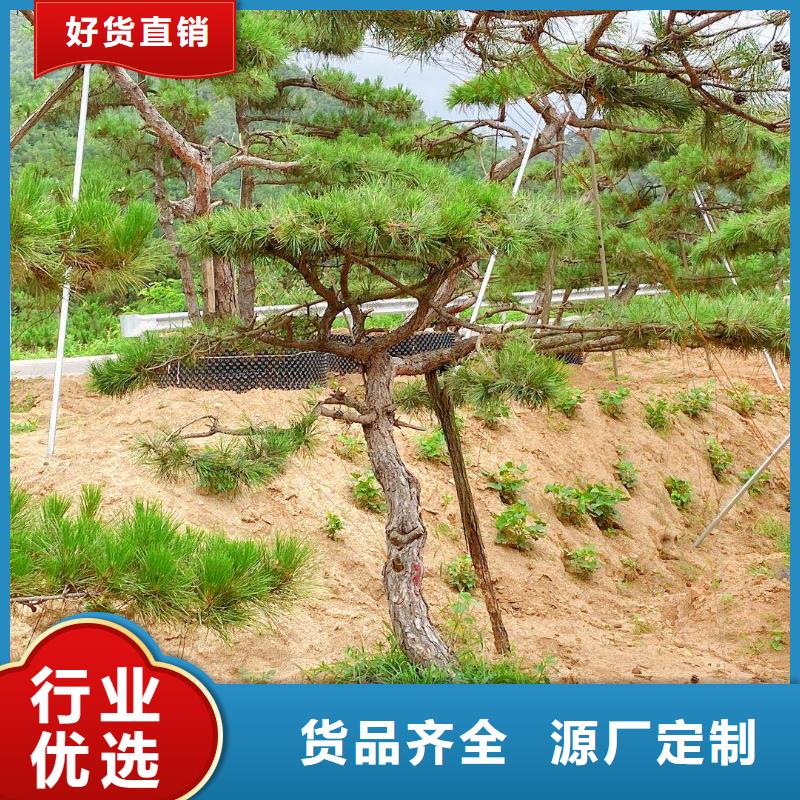 造型松,造型黑松质量不佳尽管来找我