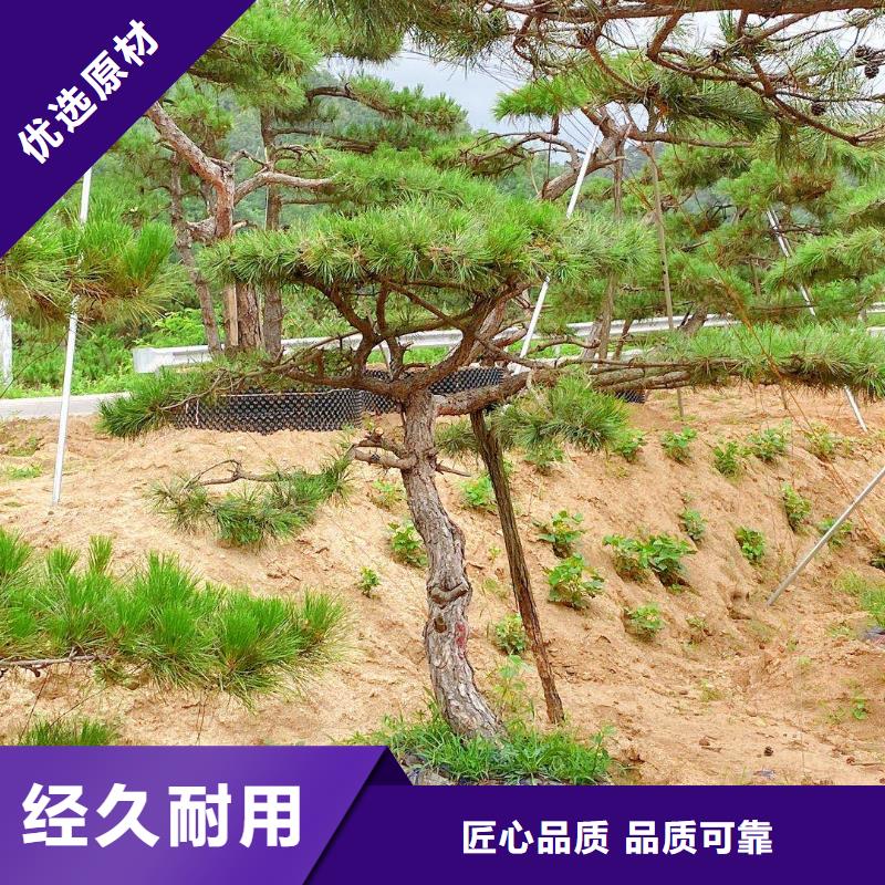 造型松古桩源头工厂