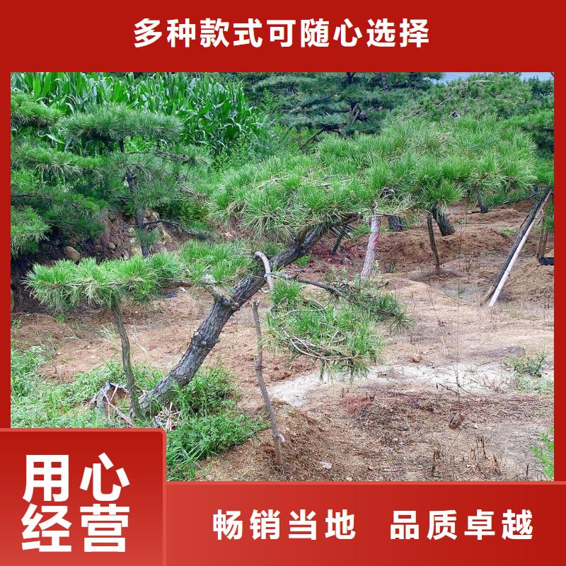造型松平顶松实体厂家支持定制