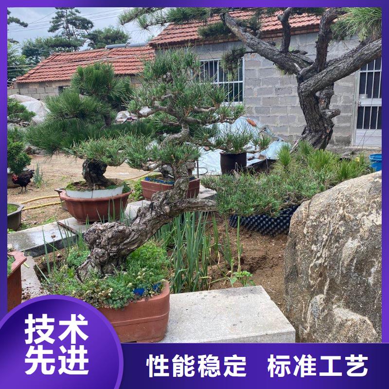 造型松造型油松用心服务