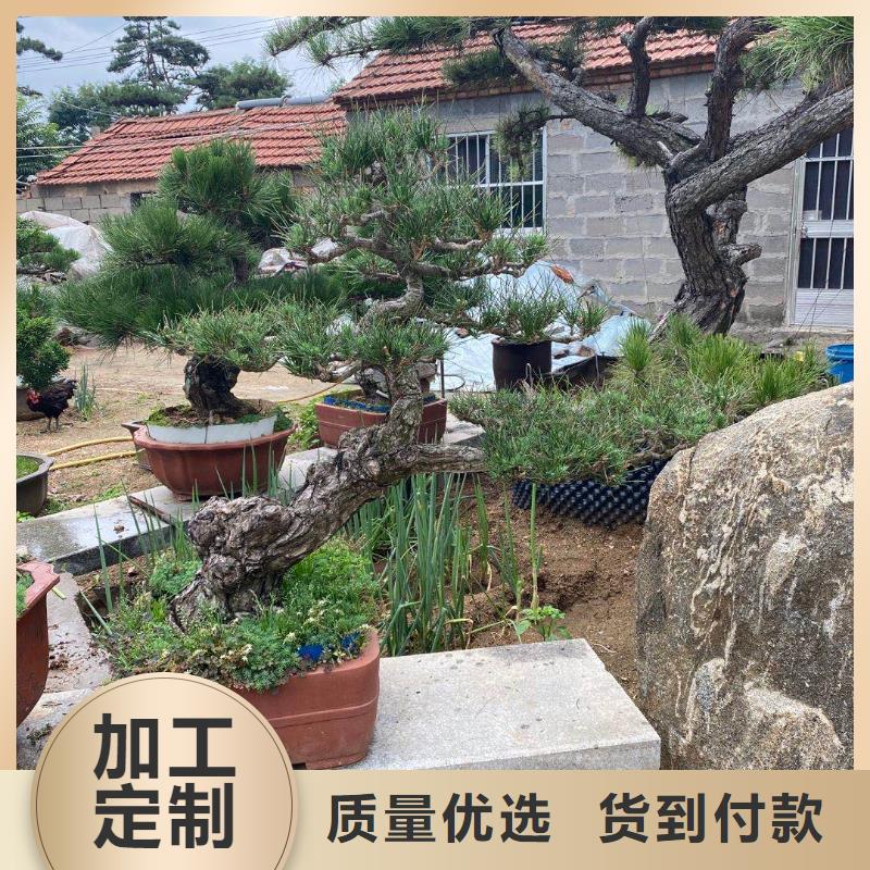  造型松专注生产制造多年