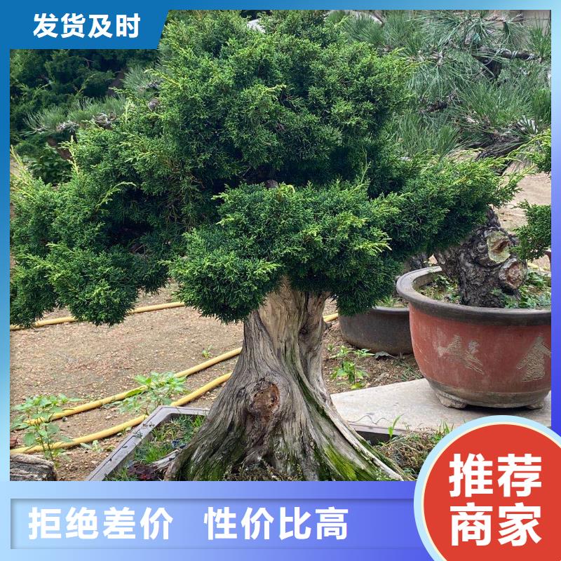 造型松,造型黑松质量不佳尽管来找我