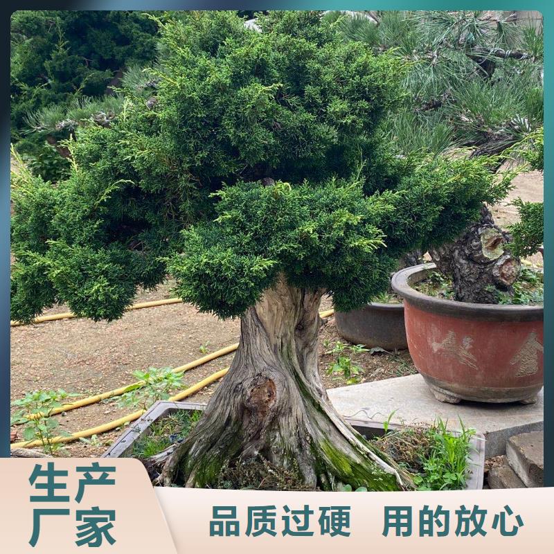 造型松_松苗木现货销售