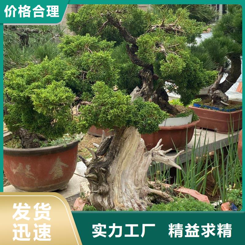 造型松_松苗木现货销售