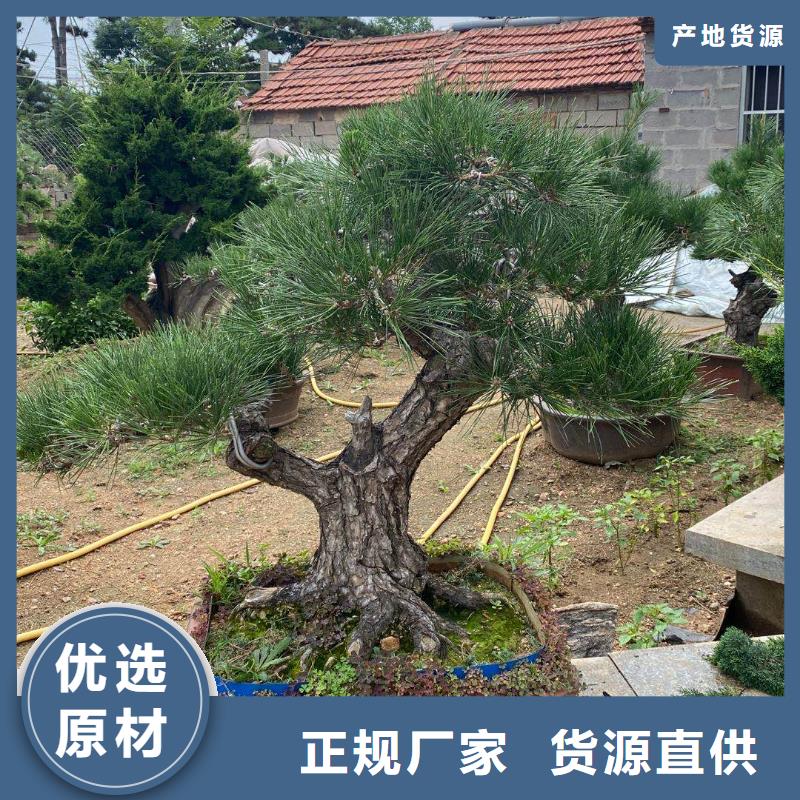 造型松诚信商家服务热情