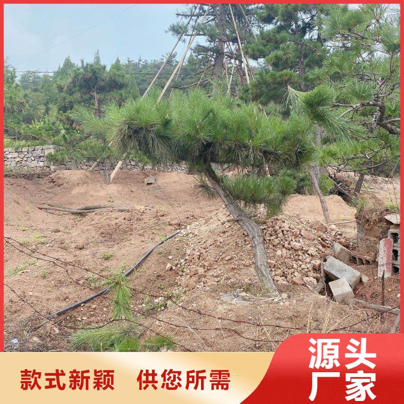 造型松经营造型松品质信得过