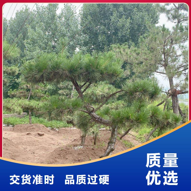 造型松造型油松用心服务